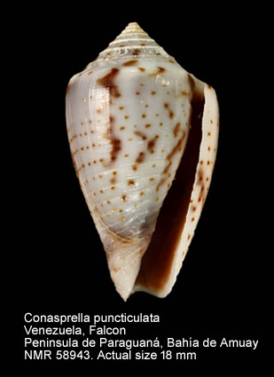 Conasprella puncticulata.jpg - Conasprella puncticulata(Hwass,1792)